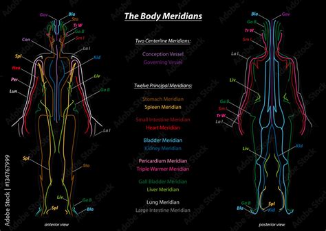 Woman with body meridians and their names 